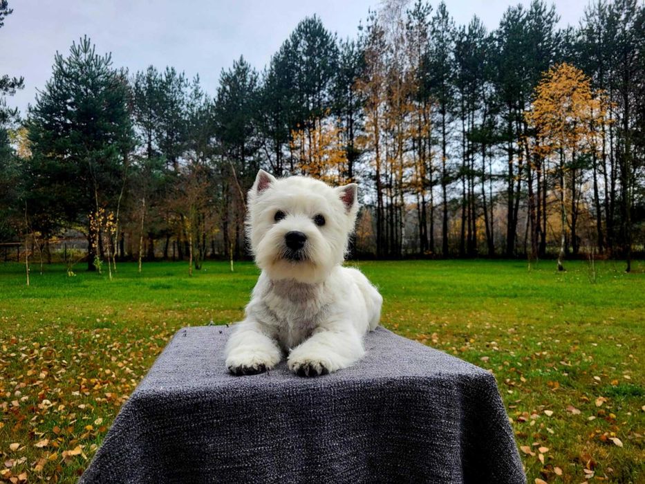 West Highland White Terrier - piesek ZKWP / FCI