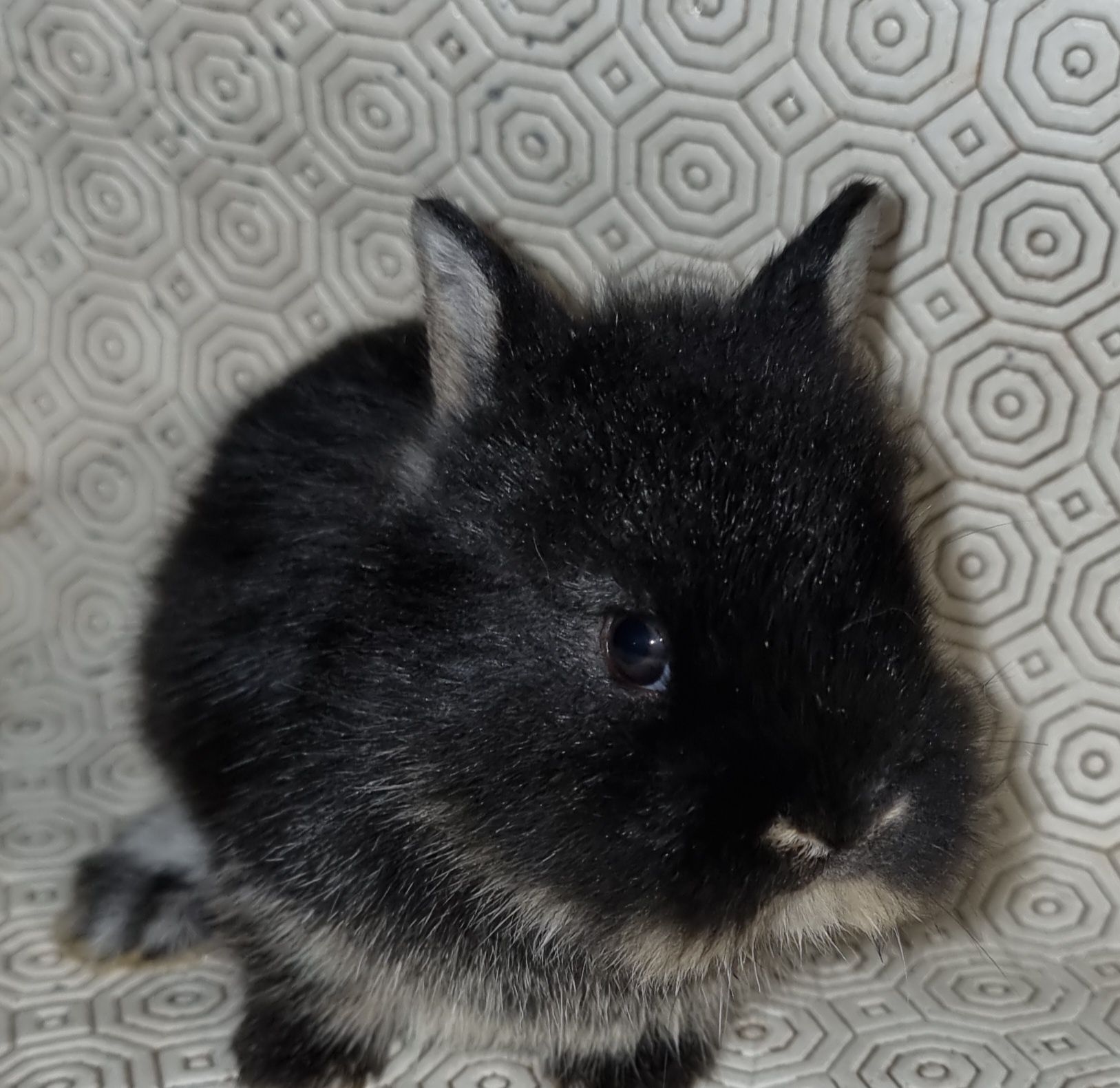 Coelhos anoes mini holandês, mini lop, mini lion vacinados