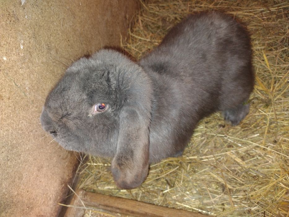 Baran francuski niebieskie i szynszylowe