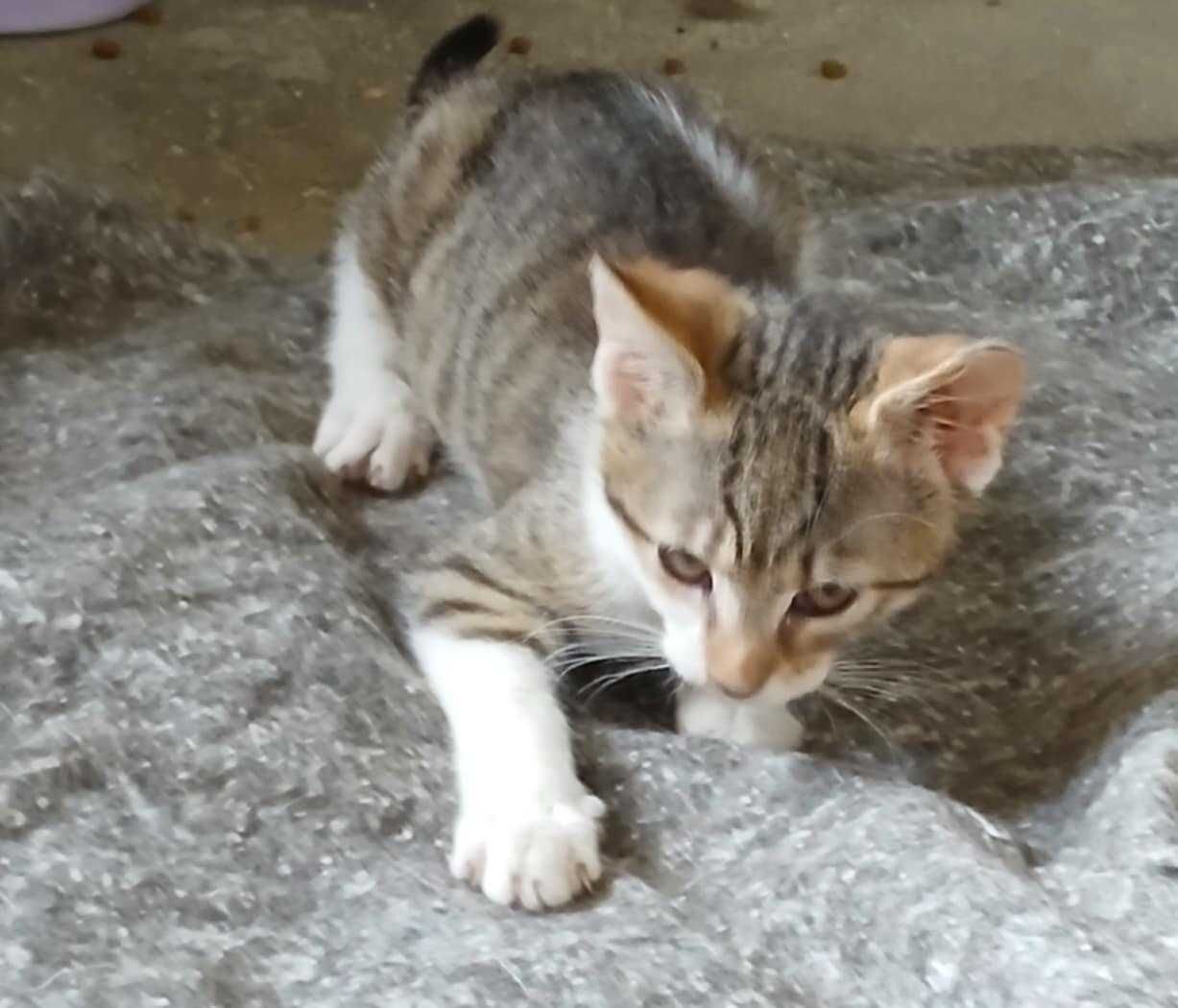 Lila śliczna kotka do adopcji