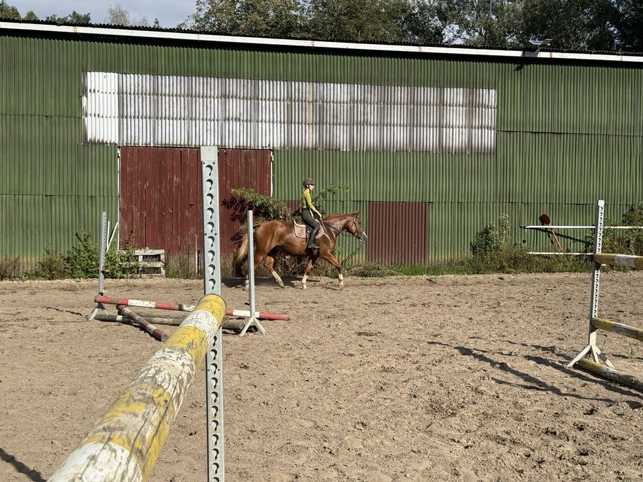 Dzierżawa 6 letniej klaczy