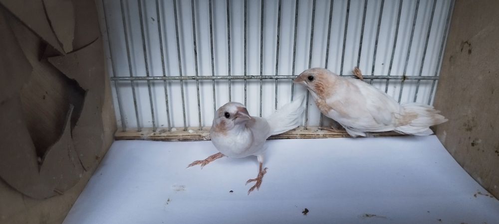 Ładna młoda parka mewek japońskich.