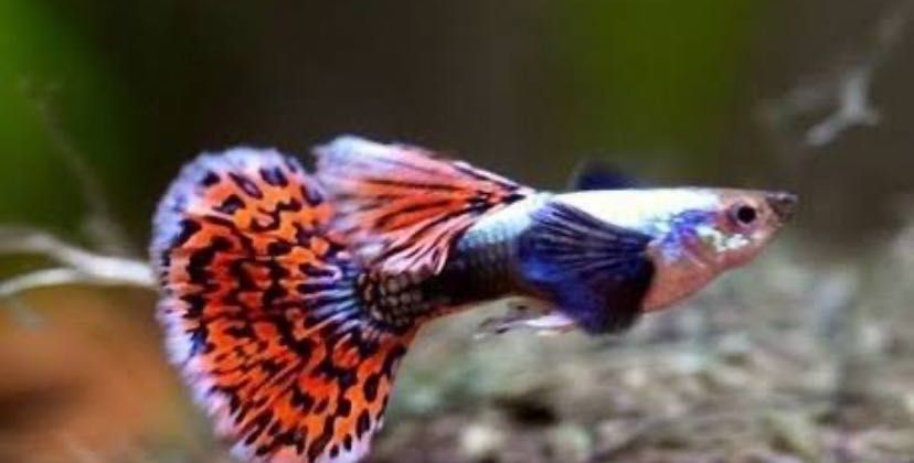 Gupik Dumbo Mozajkowe