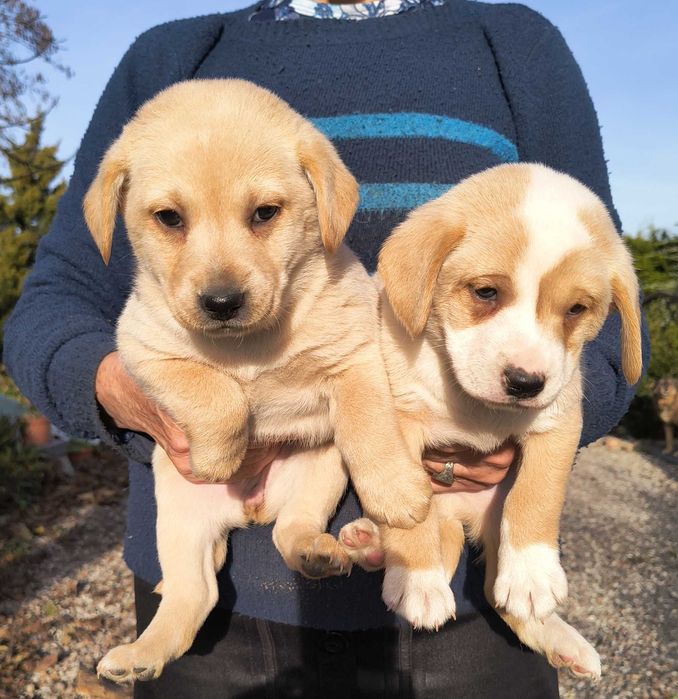 Oddam w dobre ręce urocze szczeniaki