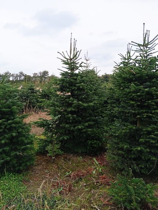 Jodła kaukaska PREMIUM 220-280