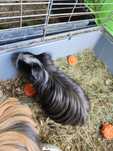 Cavia domowa świnka morska