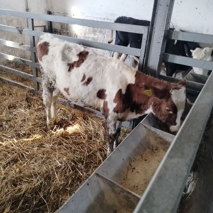 Sprzedam byczki i jałówki.