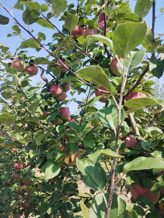 Jabłka jabłko świeże prosto z sadu Champion Lobo