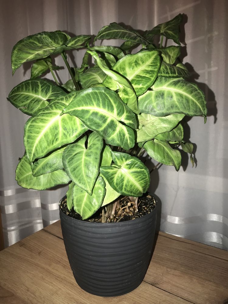 Duży Kwiat doniczokowy sadzonki syngonium podophyllum