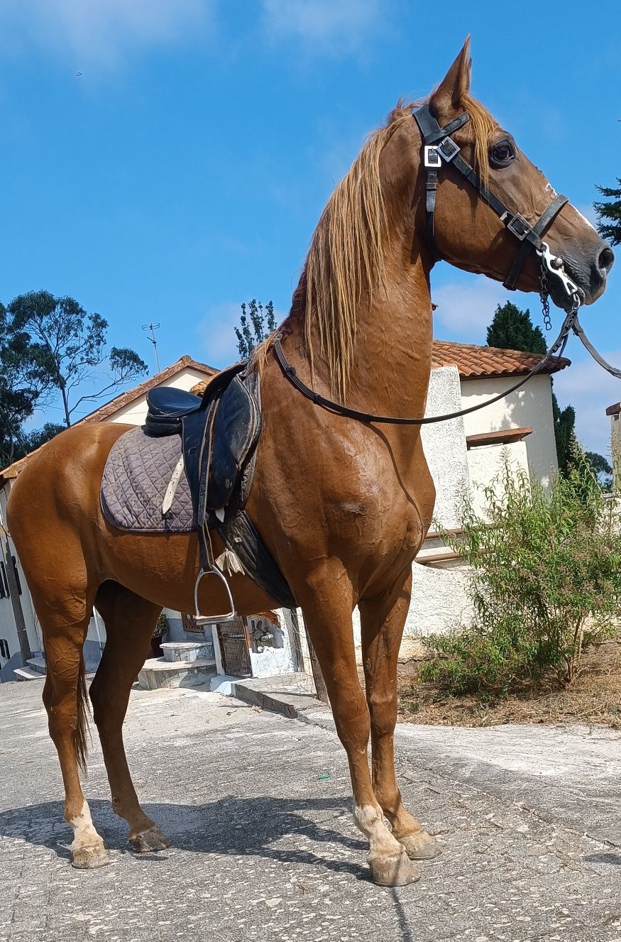 Cavalo cruzado ...