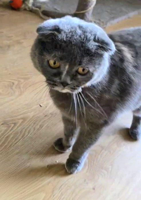 Вислоуха ніжна ручна кішка шукає родину