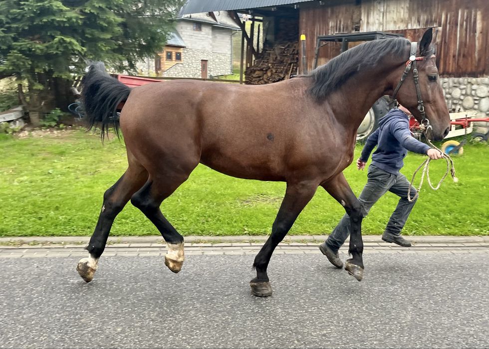 Sprzedam wałacha 4,5 roku
