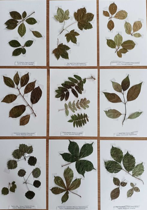 25 gat pędy  drzewa wybrane zielnik 2025 z opisami nienaklejony