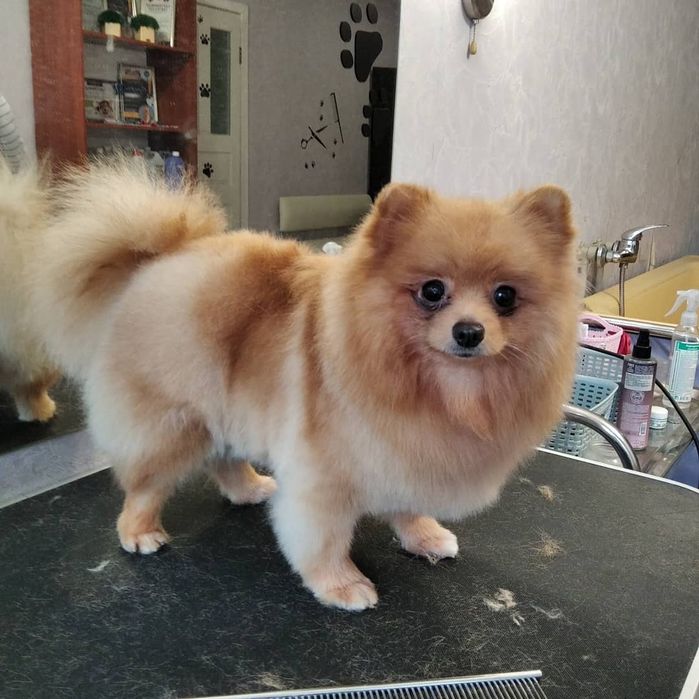 Стрижка собак. Тримминг. Груминг.