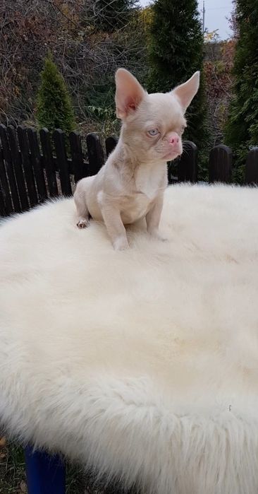 Французький бульдог пінк