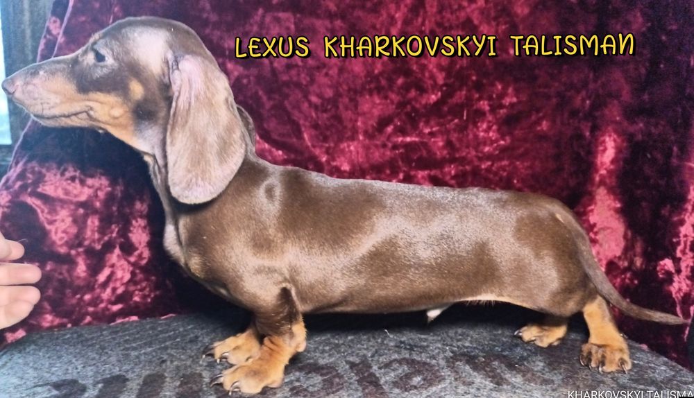 Коричнево-підпалий хлопець кріль з документами КСУ -FCI