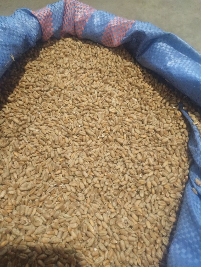 Pszenica i pszenżyto pakowane po 25 kg