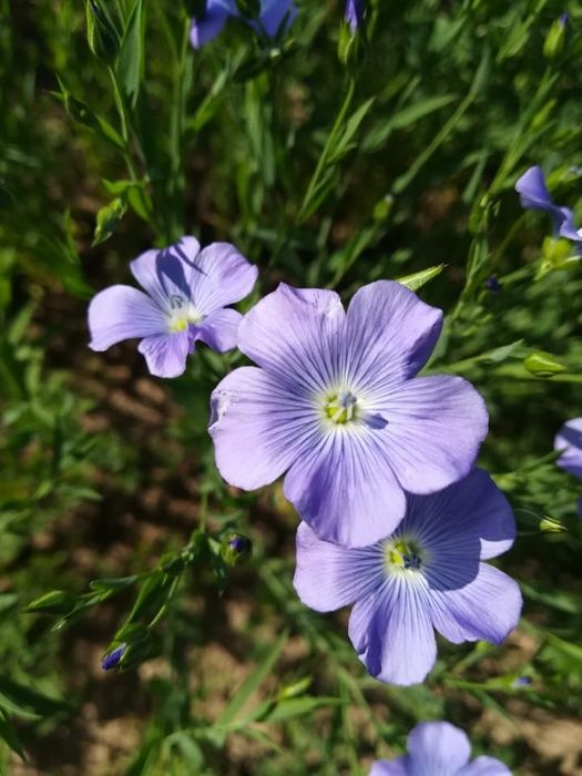 Olej zimnotłoczony rzepakowy i lniany
