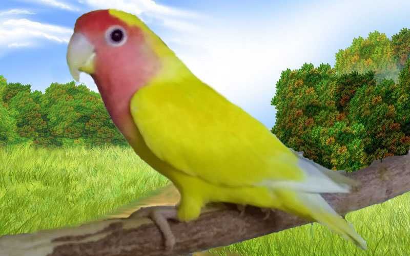 Волнистые попугаи и неразлучники