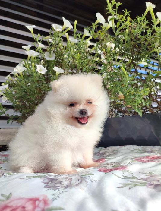 FCI Pomeranian Szpic miniaturowy