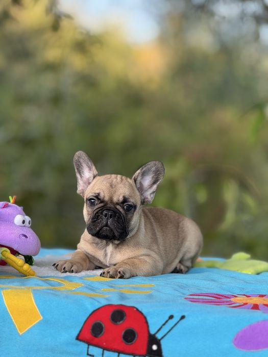 Дівчинка КСУ від батьків Чемпіонів Украіни