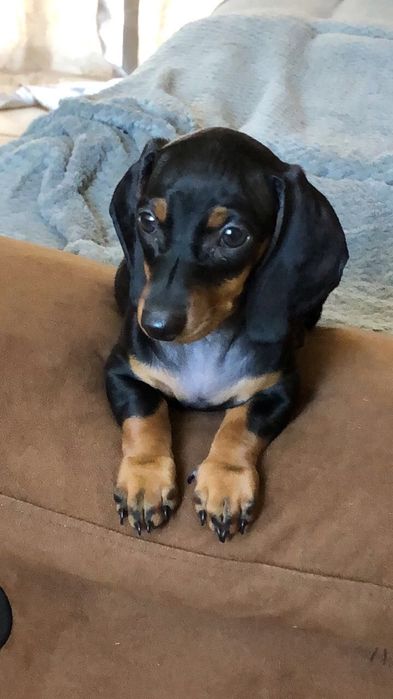 Чорна класика породи — маленькі такси