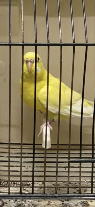 Casal de periquitos lutinos raros