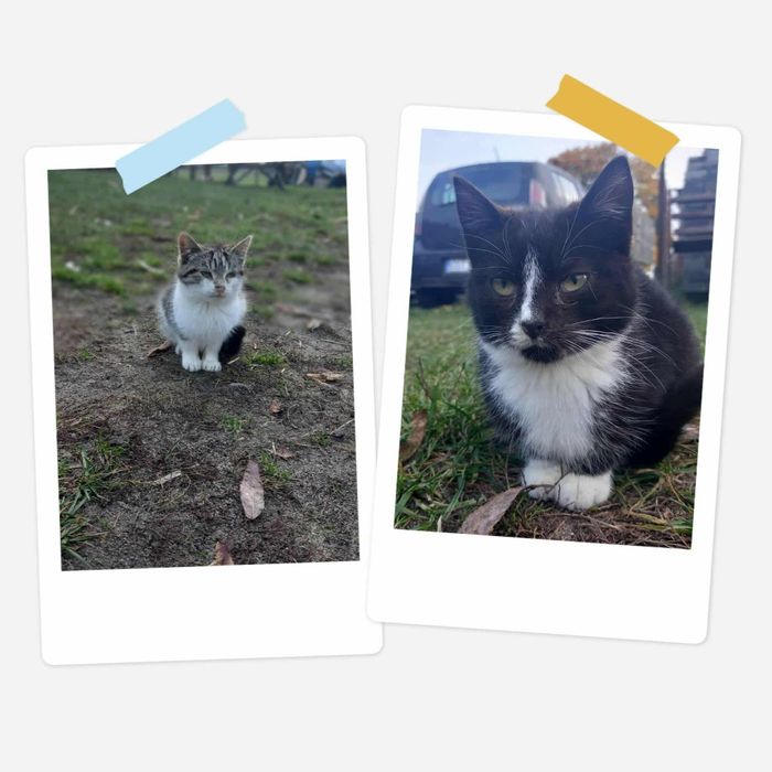 Oddam kotki w dobre ręce