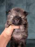 TOP  Szpic Miniaturowy Pomeranian ZkwP/FCI