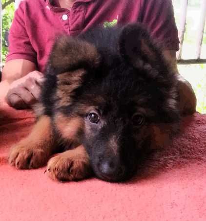 Щенки с документами