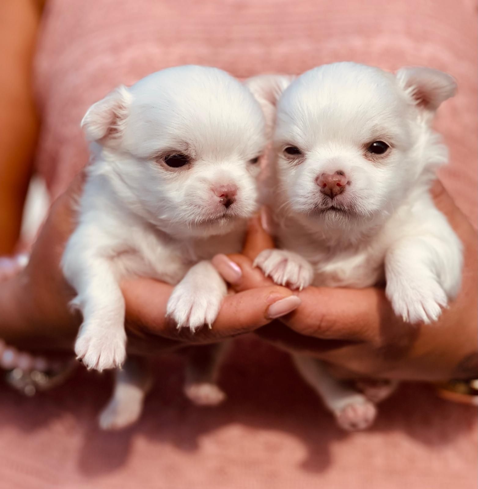 Szczeniaki  chihuahua piesek
