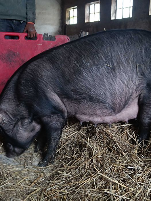 Loszka wysokoprośna  sprzedam