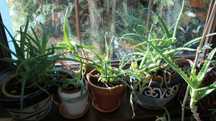 Aloes drzewiasty