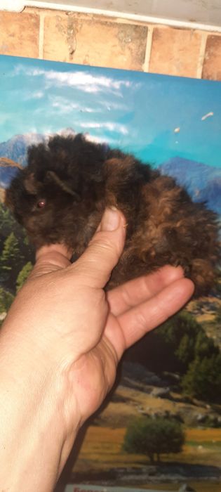 Породиста довгошерста морська свинка