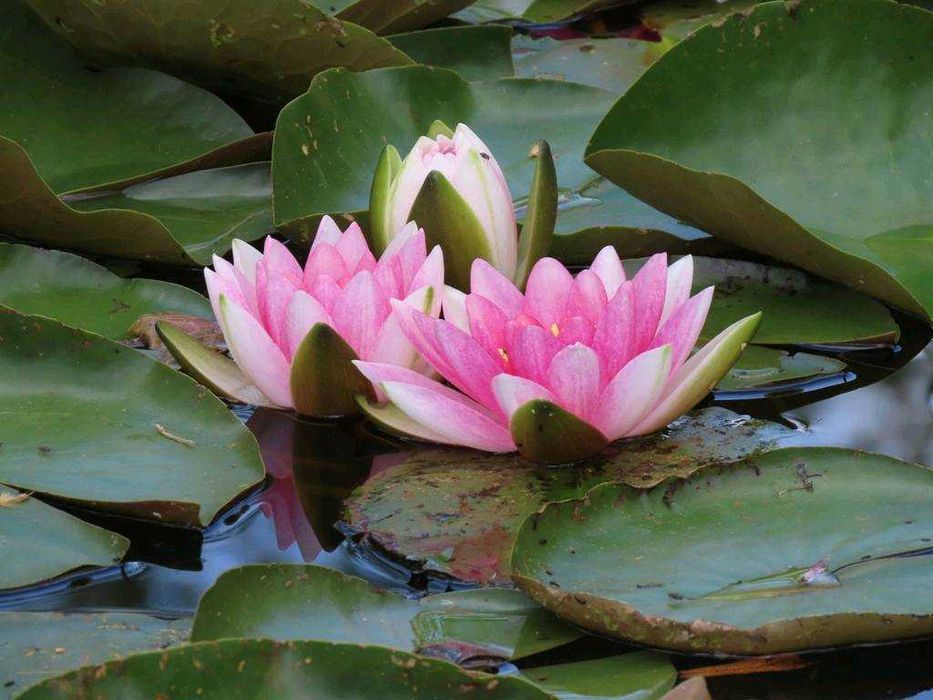 Lilie wodne sadzonki