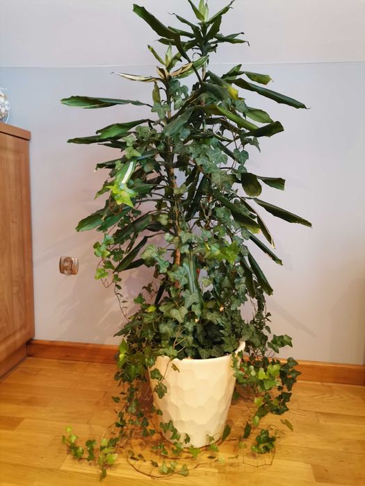 Dracena z bluszczem