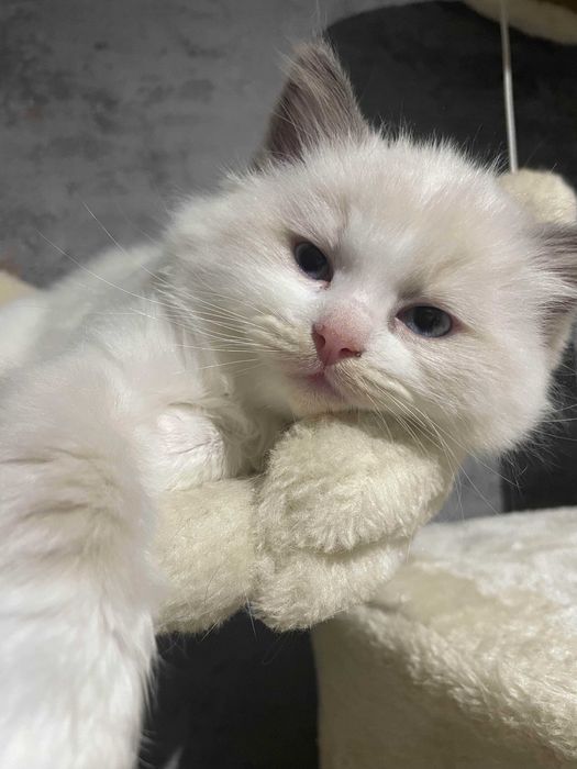 Kocięta Ragdoll z rodowodem FPL/FIFE