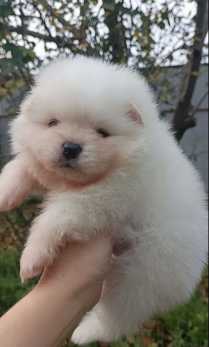 Щенки помернского шпица