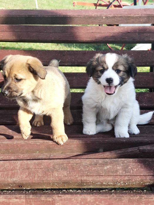 Małe pieski za darmo