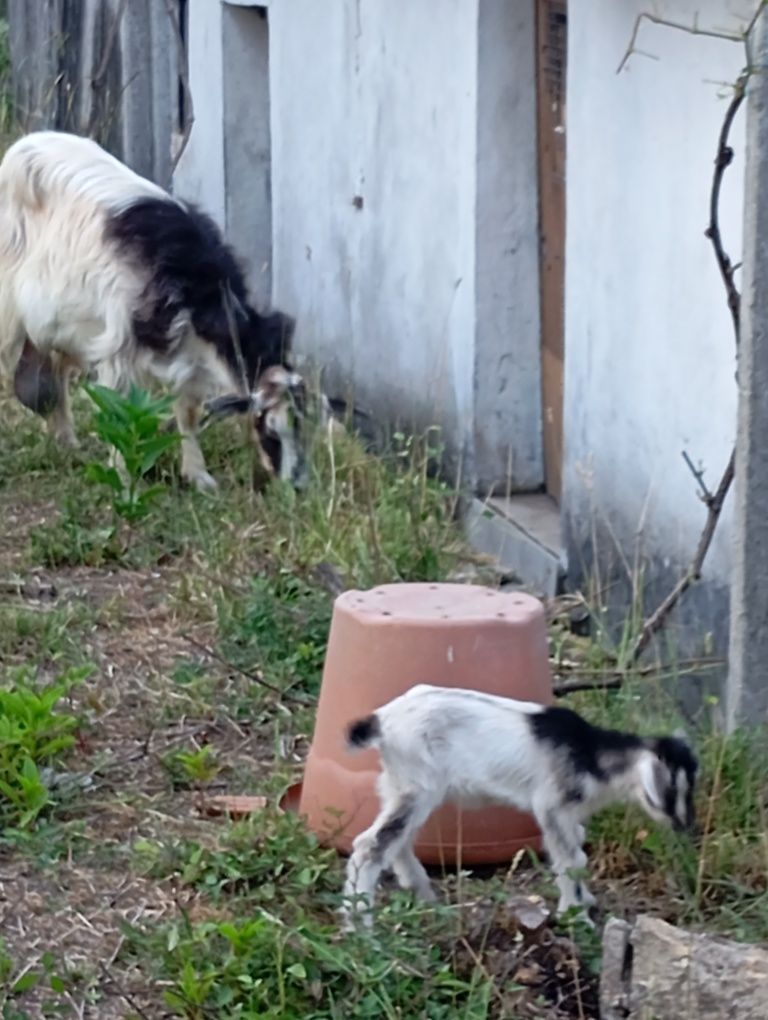 Cabra raça grande com cabrita de 15 dias