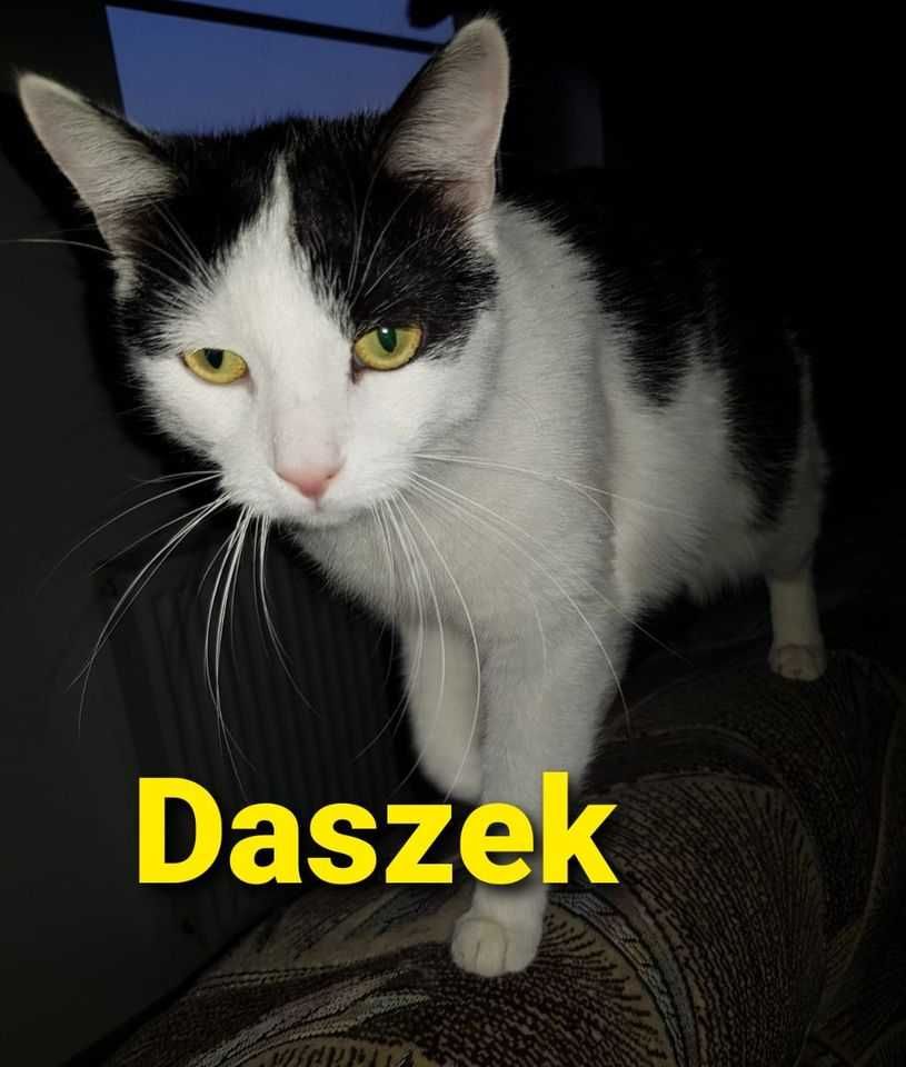 Daszek - młody ufny kocurek 1,5 roku biało-czarny skarpeciarz