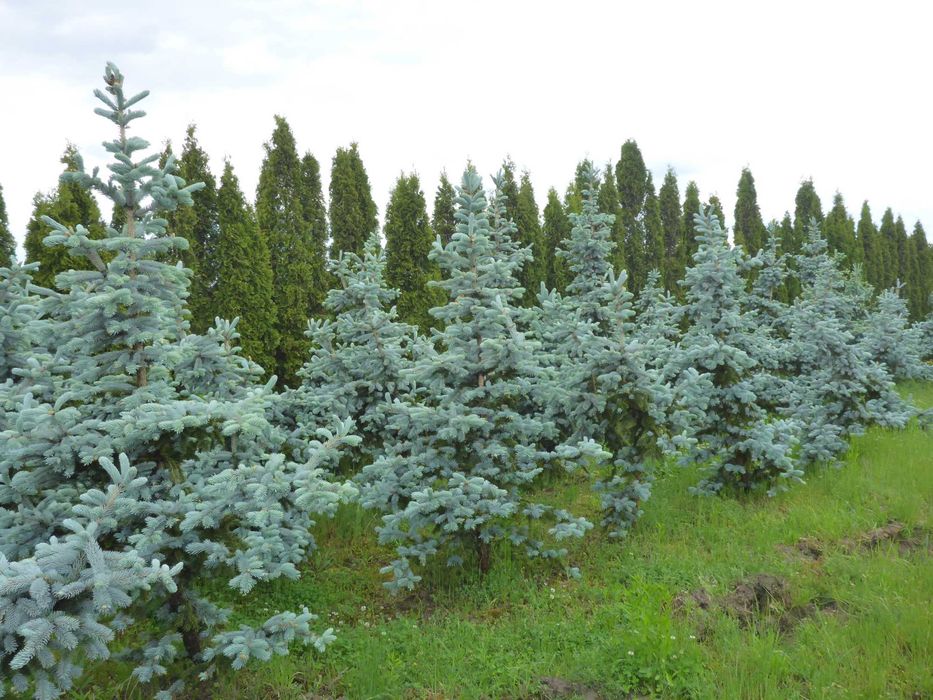 dowozimy i sadzimy ‼️ 300cm tuja SZMARAGD smaragd ‼️ PRODUCENT