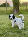 Hiszpański Pies Dowodny ZKwP/FCI   (nie lagotto, doodle)
