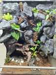 Terrarium tropikalne