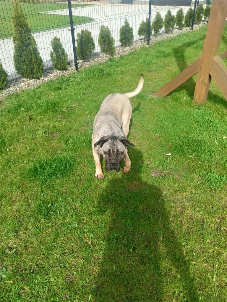 Oddam za darmo cane corso