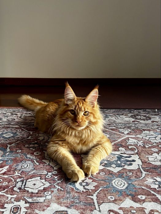 Gato Maine Coon Vermelho Tabby LOP