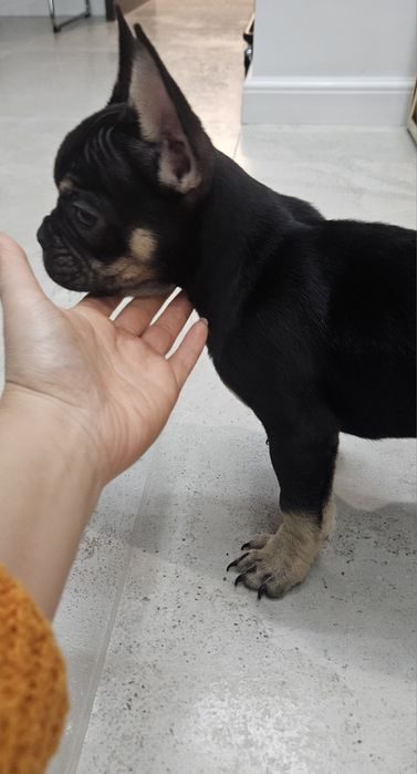 Buldog francuski suczka