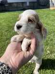 Suczka orange roan cocker spaniel angielski bialo zlota