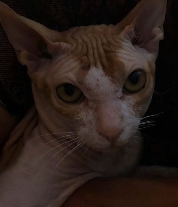 Отдам сфинкса в любящие руки