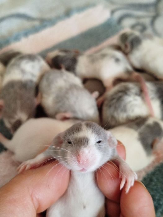 Пацюки дамбо, криси